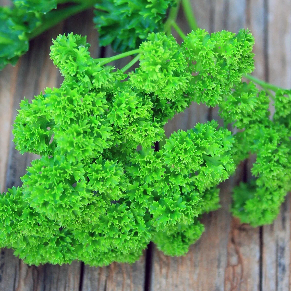 CURLED PARSLEY TRIPLE MOSS LIVE STARTER  PLANTS Petroroselinum crispum. ... - $27.70