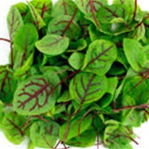 Red Veined Sorrel Seeds Open Pollinated Herb Seeds 200 Seeds Fresh Seeds - $11.75