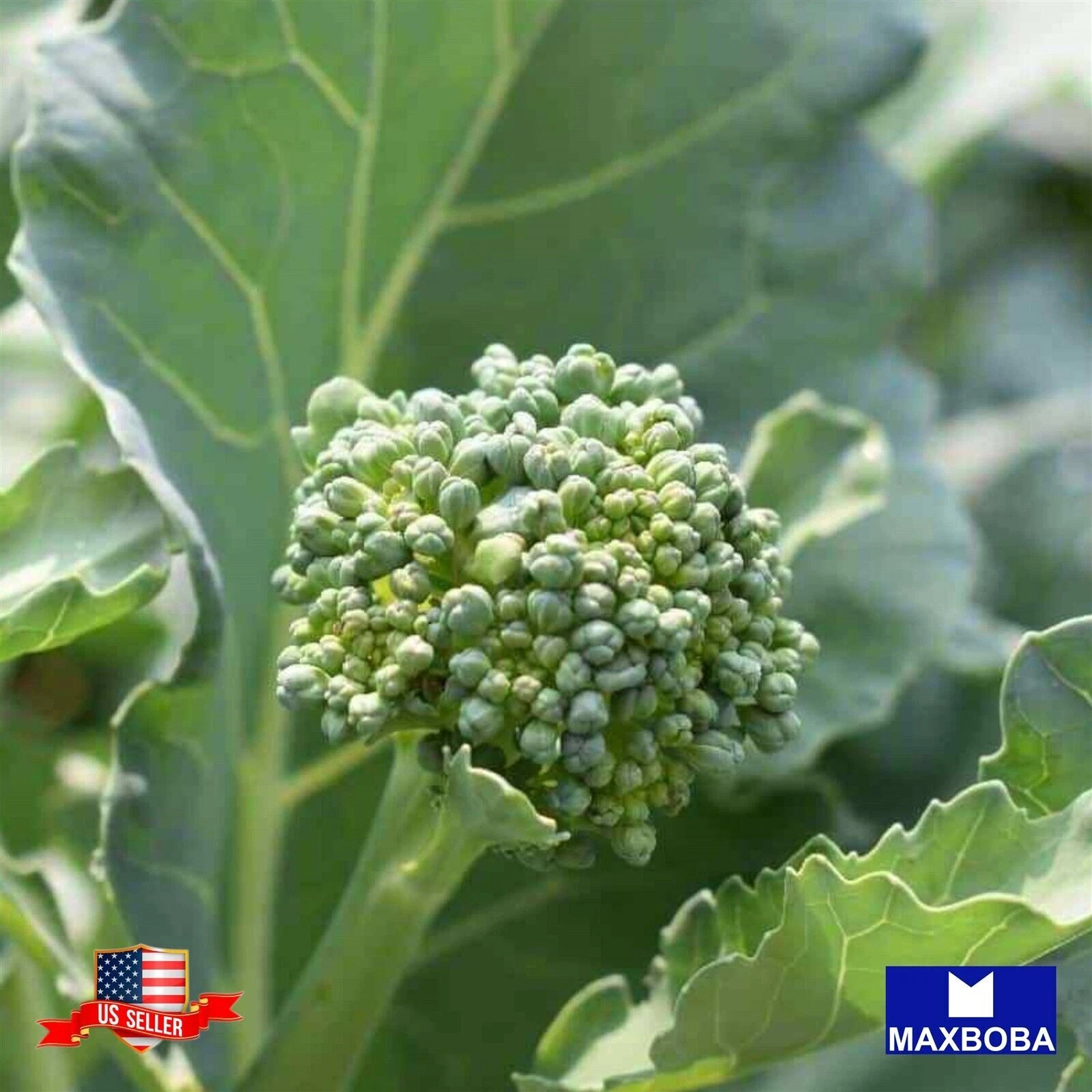 Non-GMO 1200+ Broccoli Raab Seeds - Spring Rapini Heirloom BOGO 50% OFF - $9.08