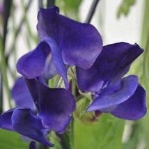 Royal Navy Blue Sweet Pea 50 Seeds | Non-GMO | FROM US | Seed Store | 1210 - £14.43 GBP