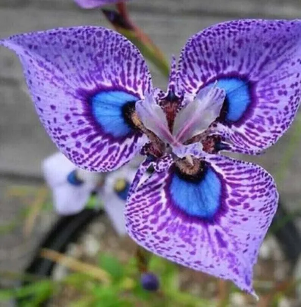 Fresh New Purple Blue Orchids Flowers Beautiful To Grow Garden 25 Seeds - £10.23 GBP