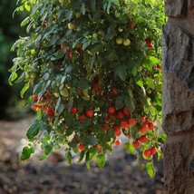 New Seeds 2R9D8 Tomato Seeds 100 Topsy Tom Cascading Cherry Tomatoes USA... - $52.00