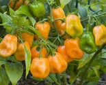 25 Habanero Orange Hot Pepper Seeds Fast Shipping - $8.99