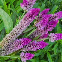 Fast Ship USA Seller Hot Pink Celosia Flower Seeds - $19.60