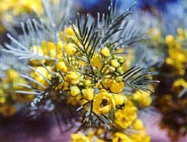 50 Pcs Yellow Faethery Cassia Flower Seeds #MNSB - £11.79 GBP