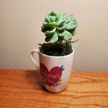 Valentines Mug with Succulent, Valentines Day Decor, mug garden gift image 6