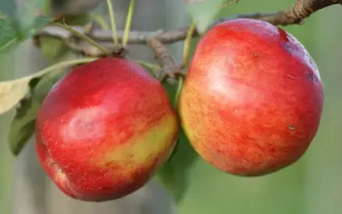 Fresh 25 Crimson Crisp Apple Seeds - £12.14 GBP