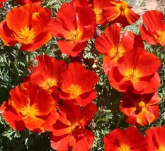 California Red Poppy Flower Seeds - Organic &amp; Non Gmo Flower Seeds - Heirloom Fl - £1.76 GBP