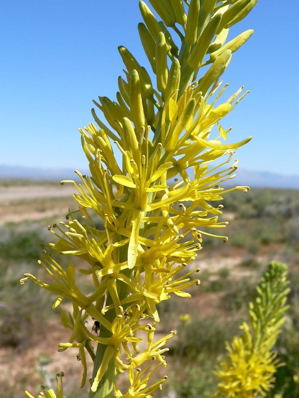 Stanleya Pinnata Princes Plume Perennial 5 seeds Fresh Gardening - $17.96