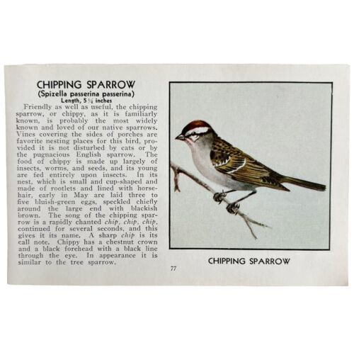 Chipping Sparrow Bird Print 1931 Blue Book Birds Of America Antique Art ... - £14.97 GBP