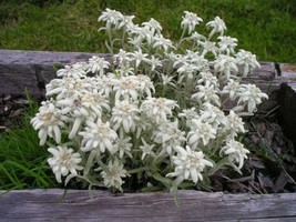 200+ Edelweiss Herb Seeds: White Alpine Rock Flowers (Leontopodium Alpinum) - £4.58 GBP