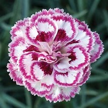 Dianthus &#39;Grans Favourite&#39; Pinks Perennial Garden Plug Plants, 200 Seeds D - $10.35