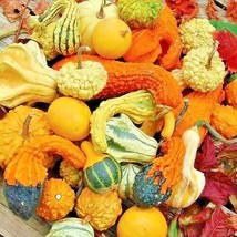 30 Small Mixed Gourds Seeds Hard Shell Type Crafts Autumn Decoration Bas... - $8.35