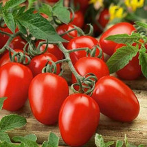 1Oz Italian Roma Vf Tomato Seeds Approx 10000 Seeds Always Fresh Garden - £27.06 GBP