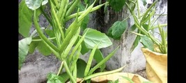 20 SEEDS INDIAN CLUSTER BEAN RAPID GERMINATION HEIRLOOM SEEDS QUICK GARD... - $11.99