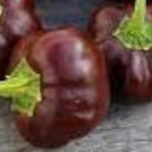 Fresh New 50 Miniature chocolate bell pepper seeds - $16.70