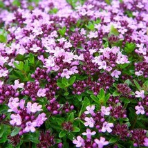 Mother Of Thyme Creeping 50 Seeds Thymus Serpyllum Fresh Seeds USA Seller - £8.68 GBP