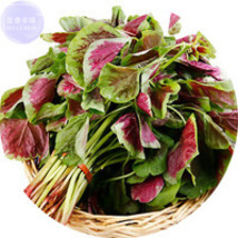 NEW BELLFARM Edible Amaranth Bi-color Vegetable Seeds, Professional Pack, 200 Se - $7.49