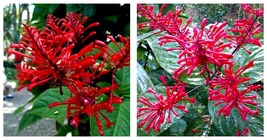 Rooted Starter Plant FIRE SPIKE RED*Odontonema strictum Attracts Hummingbirds - £32.84 GBP