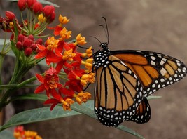 Blood Flower Seeds, Tropical Milkweed, Mexican Butterfly Weed, FREE SHIP... - $33.06 MXN+