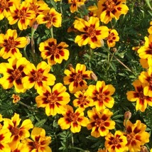 VPF Dainty Marietta Marigold Seeds 150+ DWARF Flower Tagetes Patula USA FREE S&amp;H - £2.02 GBP