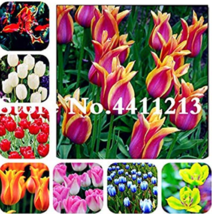 50 pcs Dutch Tulip Flower Mix Color Bonsai Tulip Flower Bonsai Perennial Bloomin - £38.64 GBP