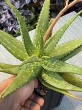4” Pot  Aloe Maculata Soap Aloe Succulent Cactus Rooted Spotted Aloe - $43.50