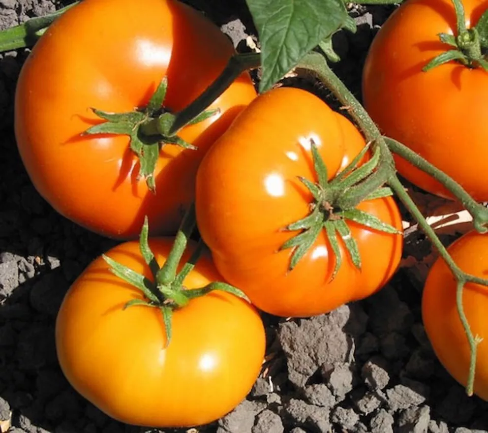 HGBO 50 Seeds Carolina Gold Tomato Hybrid Tomatoe Vegetable Garden Bulk ... - £6.70 GBP