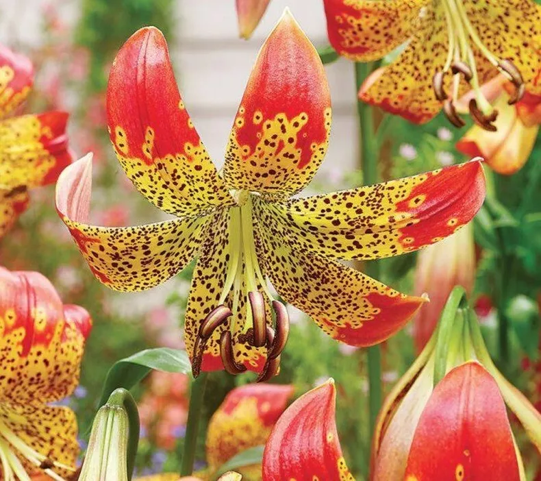 LEOPARD LILY FLOWER BULBS~FUSION~HARDY 3-4 FT TALL PLANT PINK RED YELLOW... - $25.19