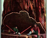 Lumberjacks in Giant REdwood Wonderful California CA PNC DB Postcard J1 - £9.30 GBP