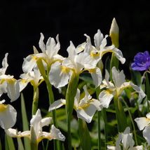 20 Seeds Iris Sibirica Strong Stems Above The Attractive Narrow Lance Li... - $19.90