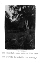 Florida RPPC Postcard Spanish Moss on Tree in Florida - £11.82 GBP