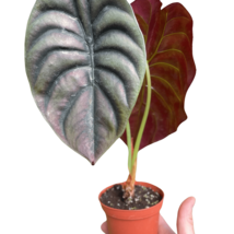 Alocasia 'Red Secret'-4" Pot - $884.83 MXN