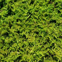 Living Moss - Fresh Sheet Moss Perfect for Terrariums and Bonsai by Dbdpet | Liv - £19.25 GBP