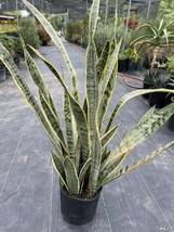 3 Foot Tall And Full Snake Plant - Sanseveria - Mother-in-law - £137.35 GBP