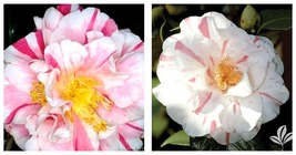 Bicolor Bloom HERME WHITE Camellia Japonica-Live Starter Plant - $48.99