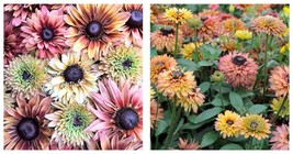 Sahara Rudbeckia Flower Seeds Garden Seeds 50 Seeds - £30.33 GBP