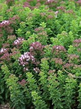 Oregano Seeds Organic Oregano Seeds Herb Seeds Oregano At Home Fresh Seeds - £2.22 GBP