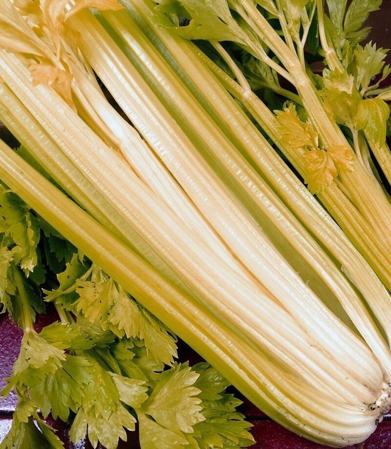 500+ Golden Pascal Celery Seeds Stringless Vegetable Garden NON-GMO  #97 - $2.19