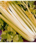 500+ Golden Pascal Celery Seeds Stringless Vegetable Garden NON-GMO  #97 - €1,89 EUR