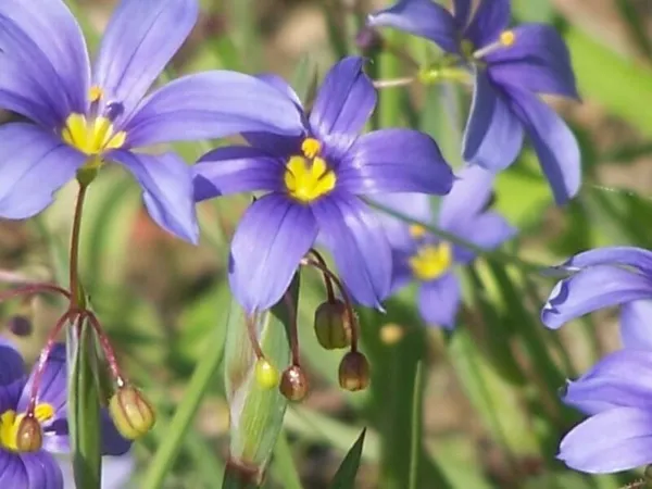 Blue Eyed Grass Sisyrinchium Bellum Flower 25 Seed Fresh Garden - $11.99