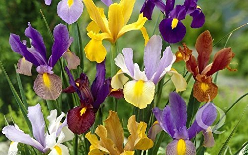 10 Dutch Iris Mix bulbs, spectacularly rich range of colors.Now shipping