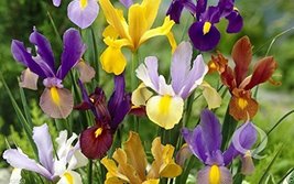 10 Dutch Iris Mix bulbs, spectacularly rich range of colors.Now shipping - $8.99