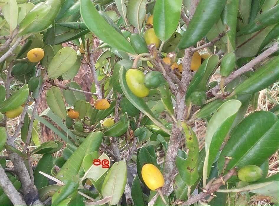Manilkara Hexandra Ceylon Iron Wood Tree 5 seeds Fresh Gardening - $17.96