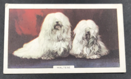Vintage 1938 Gallaher Dogs Maltese 2nd Series #8 of 48 Tobacco Card - £5.30 GBP