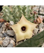 Huernia Thuretii Var Primulina Cactus Cacti Succulent Live Plant in a 4&quot;... - $1,058.99 MXN
