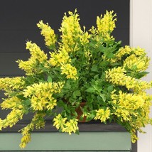 AD 15 Seeds Butter Yellow House Flowers Home Garden - $252.42 MXN