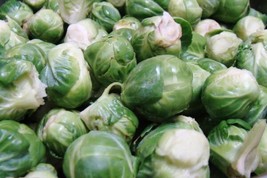 Brussels Sprouts Seeds Long Island Improv. 350 2018 Seeds Beautiful Garden Usa F - £6.44 GBP