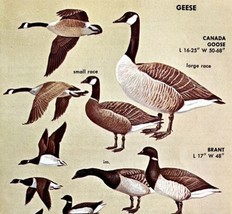 Goose &amp; Brant Varieties And Types 1966 Color Bird Art Print Nature ADBN1r - $19.99