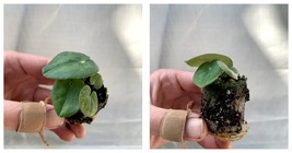 Starter Plant Asarum maximum “ling ling” Starter Plant Houseplant  - $30.99